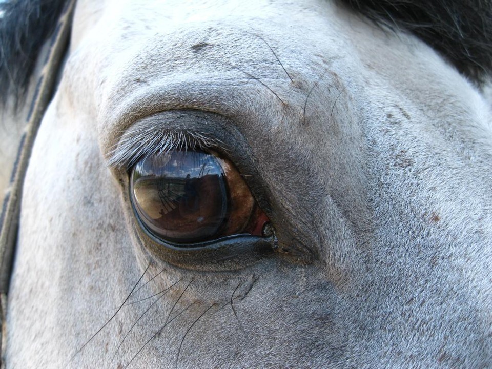 Mamíferos como o cavalo são parceiros de longa data dos seres humanos: mas eles têm o que podemos chamar de alma? | /BigStock