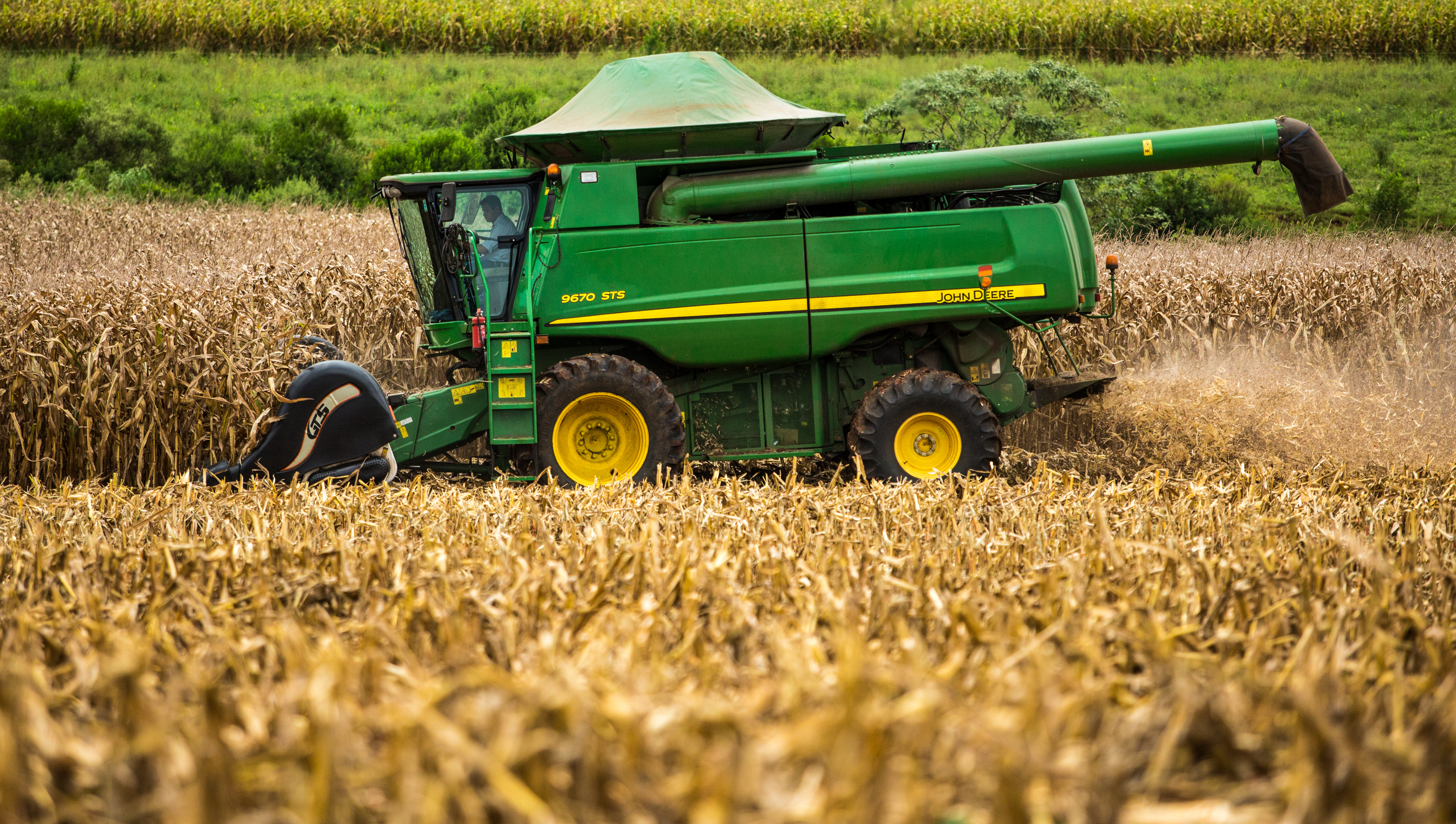 O milho total deve atingir 87,41 milhões de t, com crescimento de 31,4% sobre a safra anterior. | Arquivo/Gazeta do Povo