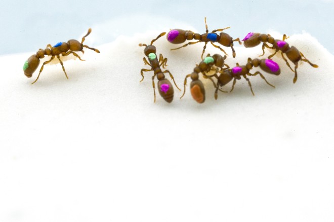 As formigas marcadas radioativamente com uma tinta especial que permite serem monitoradas por um computador. Os pesquisadores identificaram comportamentos diferentes nas formigas que as levam a agir como enfermeiras, rainhas e policiais. | Beatrice de Gea/NYT