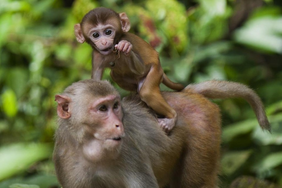 Gel contraceptivo foi testado em macacos da espécie rheus. | YE AUNG THU/AFP
