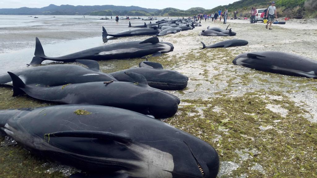 416 baleias-pilotos morreram na praia de Farewell Spit, no terceiro maios desastre ecológico envolvendo esses animais na Nova Zelândia. | STR/AFP
