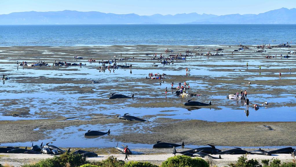 Na sexta-feira (10), 416 baleias-pilotos já haviam sido achadas na praia. | Marty Melville/AFP