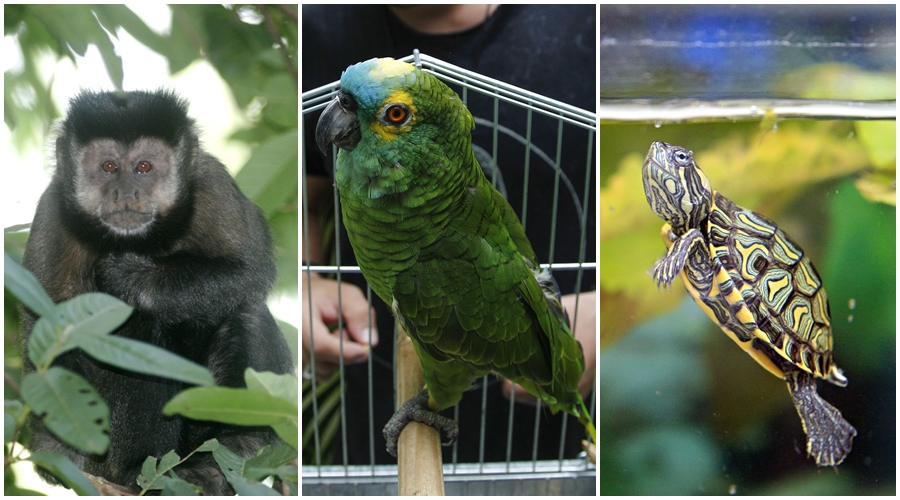 Macaco-prego, papagaio e tartaruga são algumas das espécies liberadas pelo IAP para adoção domiciliar | Divulgação/IAP