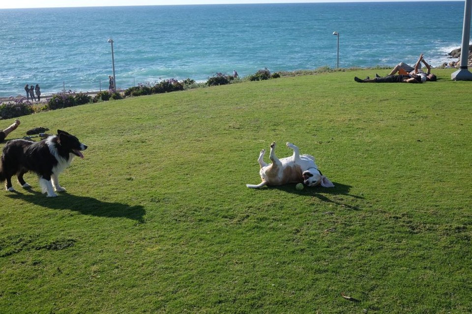 A “cidade mais amiga dos cães” lança um aplicativo público para eles Tel aviv, a cidade “mais amiga dos cães”, lançou um aplicativo público para eles e seus tutores.Na foto, o parque Charles Clore, um dos 70 onde a presença dos pets é liberada. | Sagie/Creative Commons/