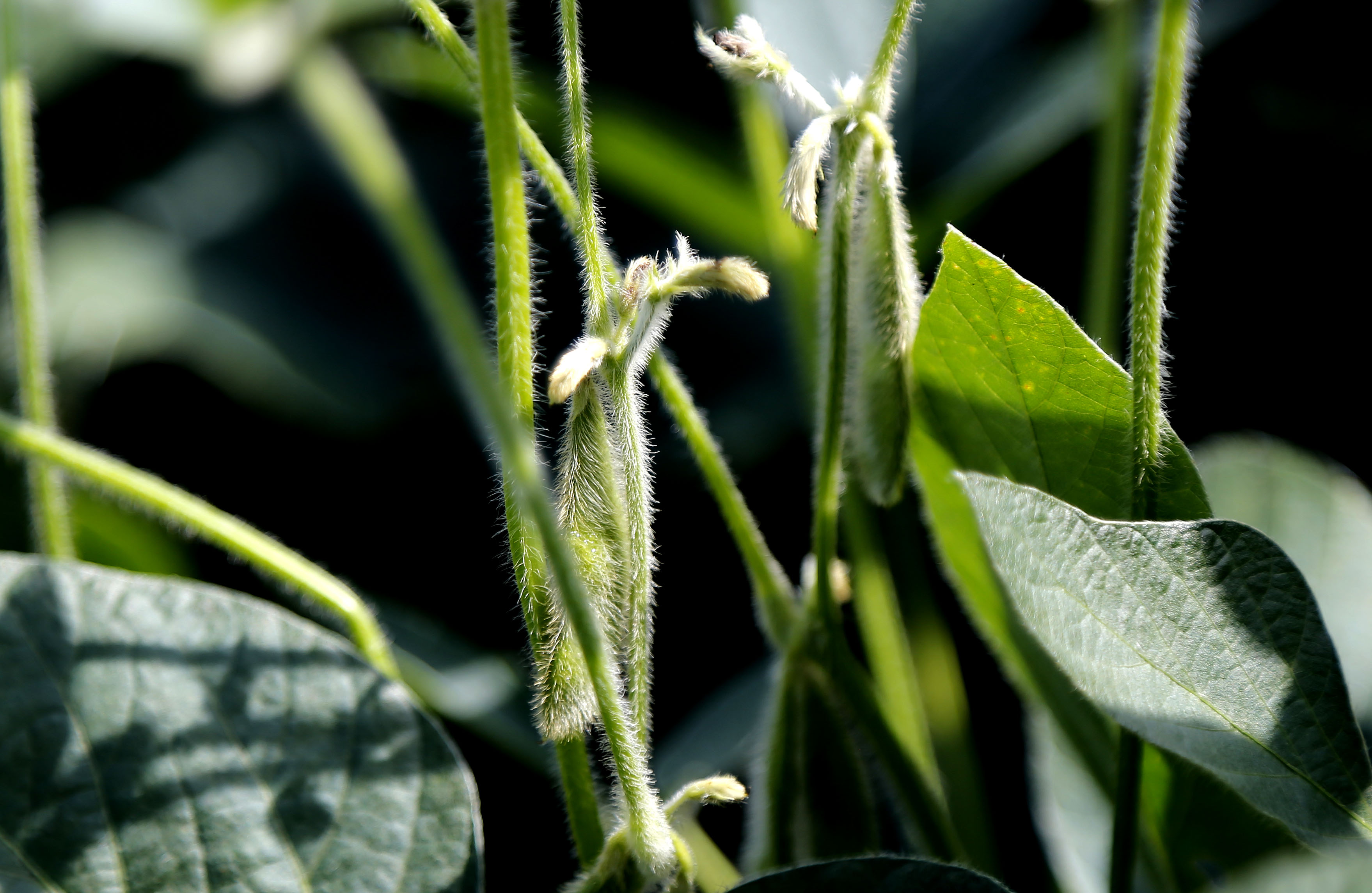 Santa Catarina deve colher uma safra recorde de 2,3 milhões de toneladas de soja. | Pedro Serapio/Gazeta do Povo