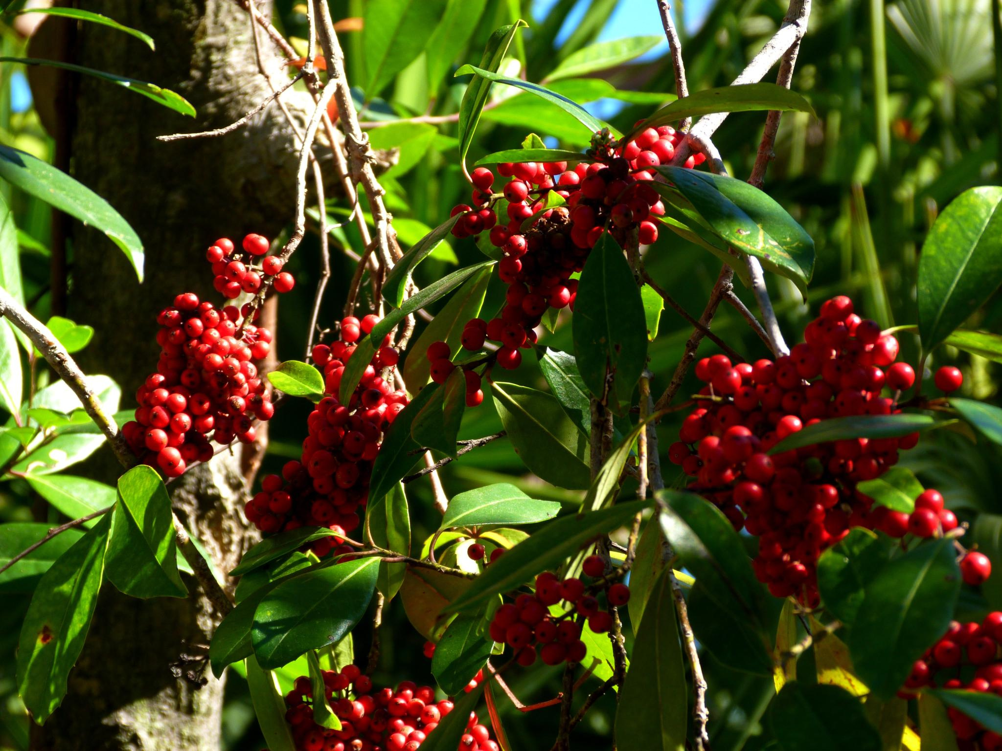 | Reprodução/Flickr/Rusty Clark