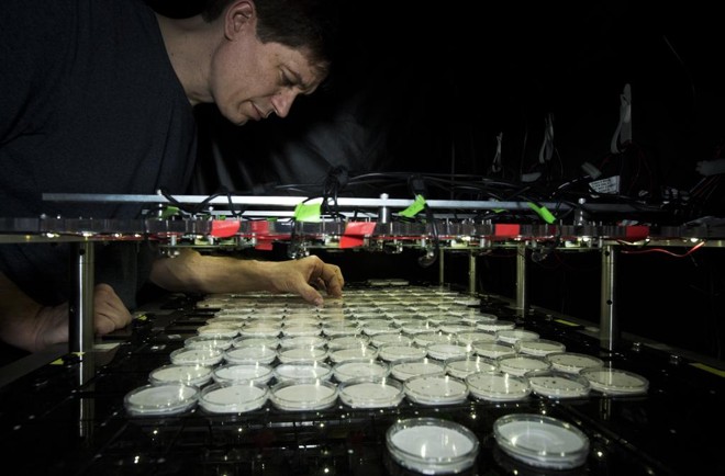 O pesquisador Daniel Kronauer, da Universidade Rockefeller, estuda uma colônia de formigas. Ele e outros pesquisadores usam uma marcação especial que permite monitorar pelo computador a movimentação de cada espécime do formigueiro. | Beatrice de Gea/NYT