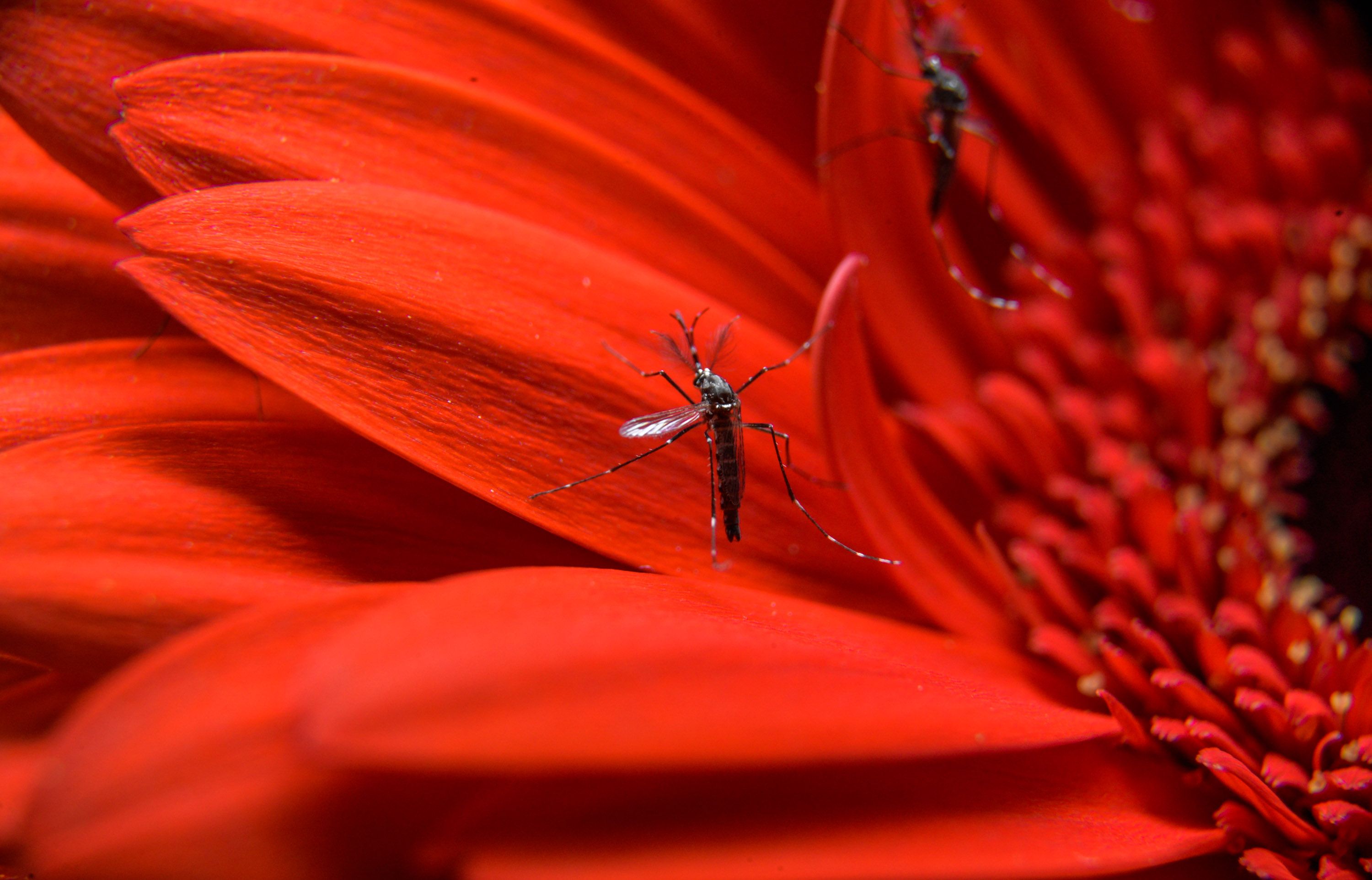 | Alexandre Carvalho/A2img