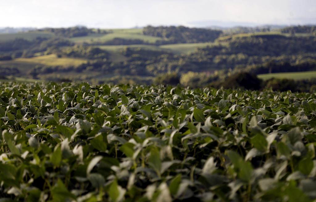 Chuvas espaçadas, com dias de sol em seguida, deixam o tom das lavouras em um verde escuro que enche de entusiasmo os agricultores. | Pedro Serapio/Gazeta do Povo