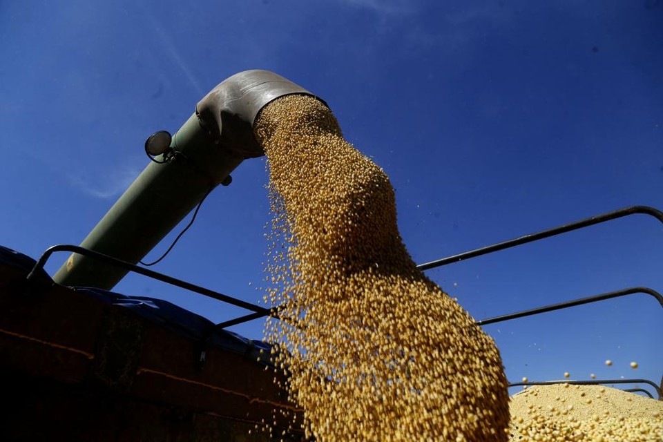 Recebimento de soja foi um dos negócios que mais cresceram na Cooperalfa em 2016. | Pedro Serapio/Gazeta do Povo
