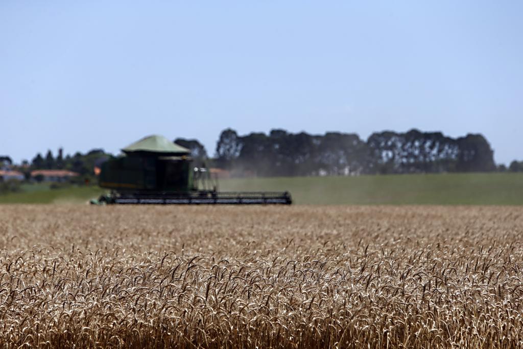 De acordo com a pasta, metade dos produtores de trigo do Rio Grande do Sul serão beneficiados, além de produtores do Paraná e de Santa Catarina. | Albari Rosa/Gazeta do Povo