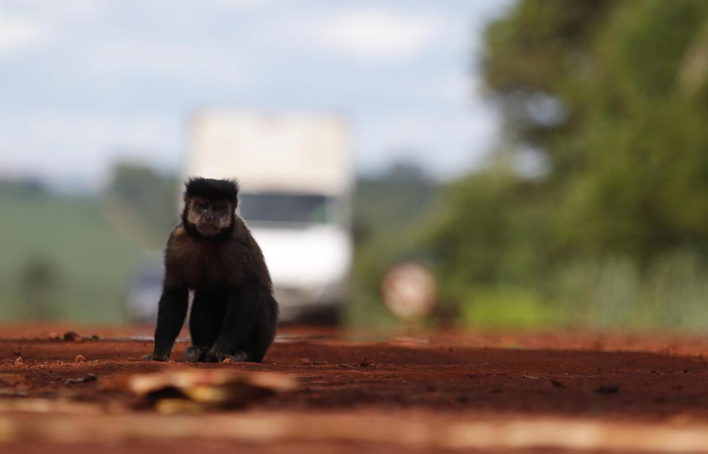 Secretaria de Saúde informa que macacos são na verdade sentinelas para apontar a presença ou não da febre amarela numa região. | JONATHAN CAMPOS /
GAZETA DO POVO