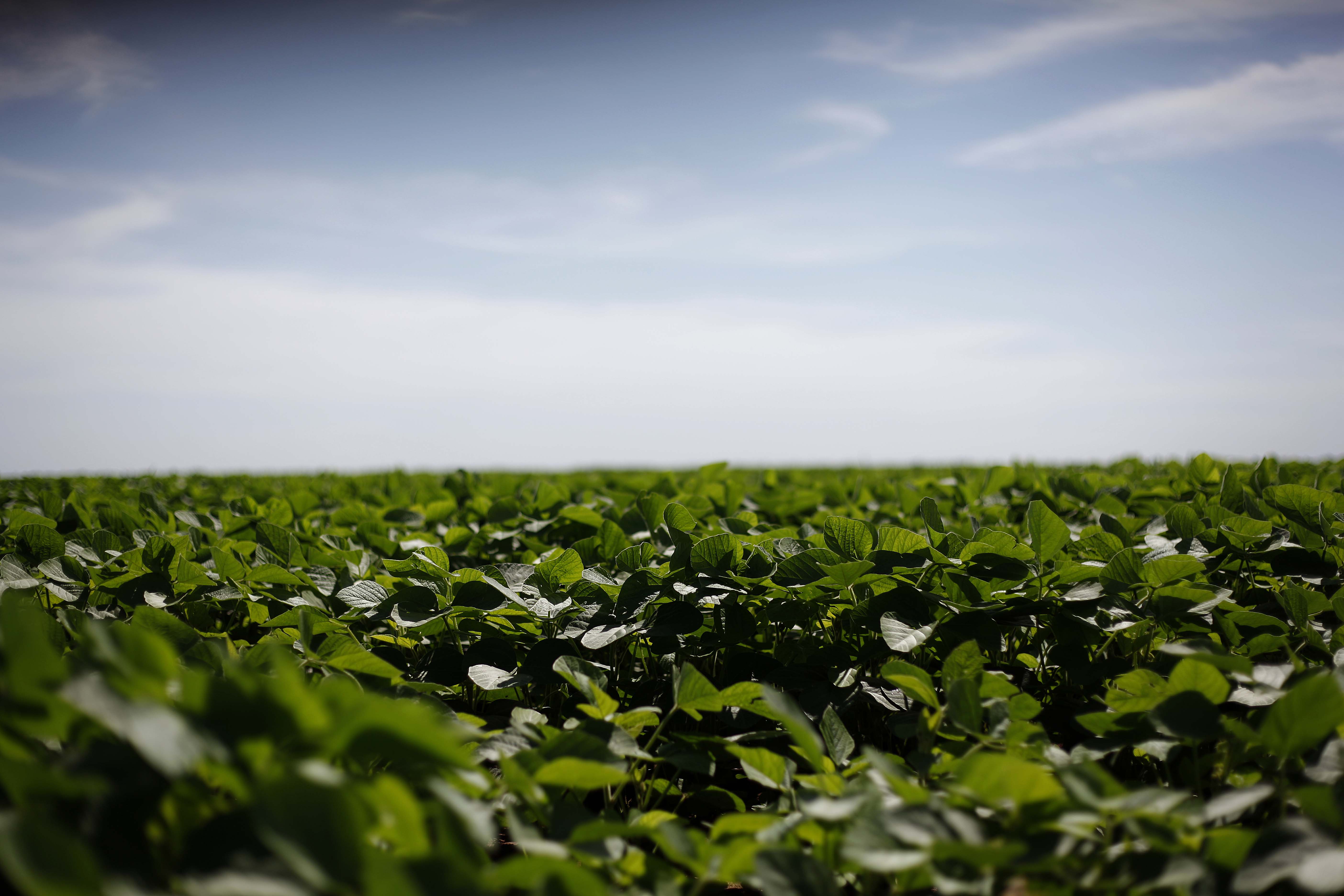 O ministro, no entanto, não informou que tipo de mecanismo legal será utilizado para liberar o acesso de investidores de fora do Brasil ao mercado de propriedades rurais. | JONATHAN CAMPOS/GAZETA DO POVO