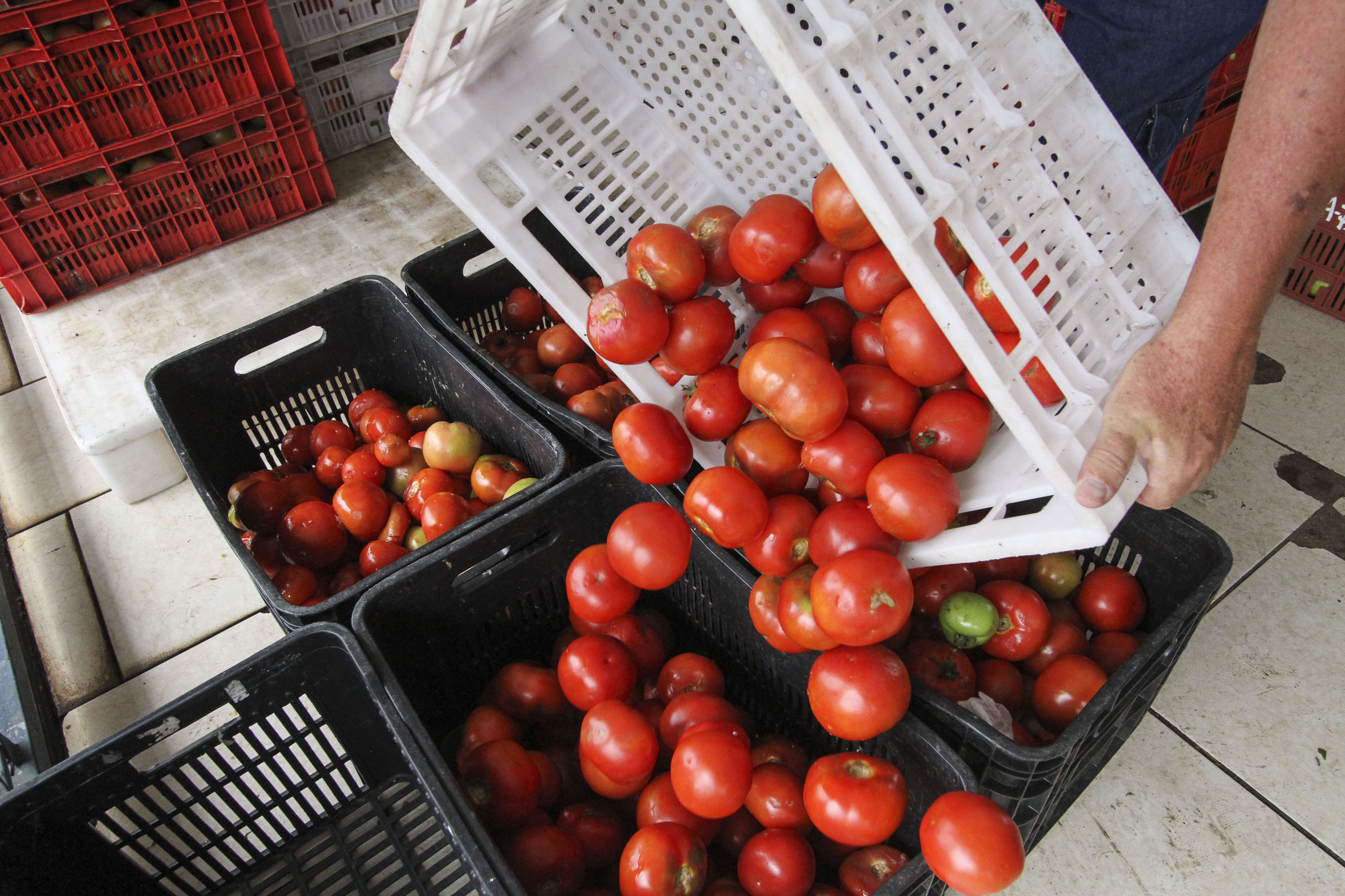 | Rodrigo Felix Leal/Gazeta do Povo