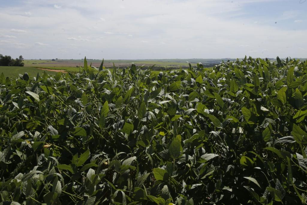 Ainda é cedo para conclusões, afinal, apenas 5% da área foi colhida, mas sobram queixas dos produtores. | Pedro Serápio/Gazeta do Povo