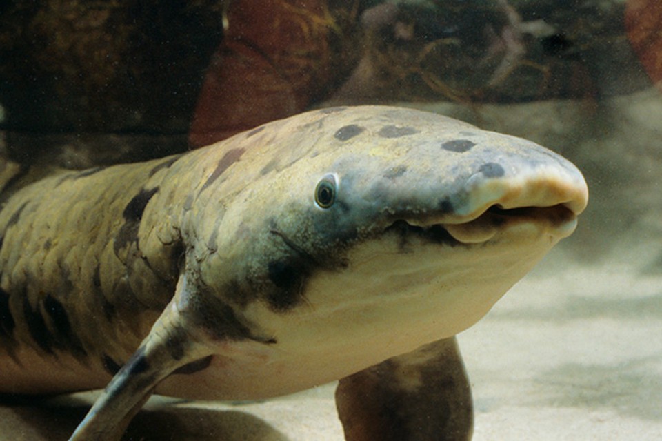 Vovô, é da espécie peixe pulmonado australiano, que chega a viver mais de 100 anos. | Divulgação/Shedd Aquarium