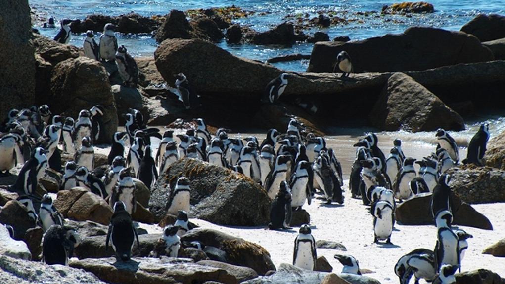 Spheniscus demersus é a única espécie de pinguim da África, já ameaçada de extinção. | Andrew Massyn/Wikicommons