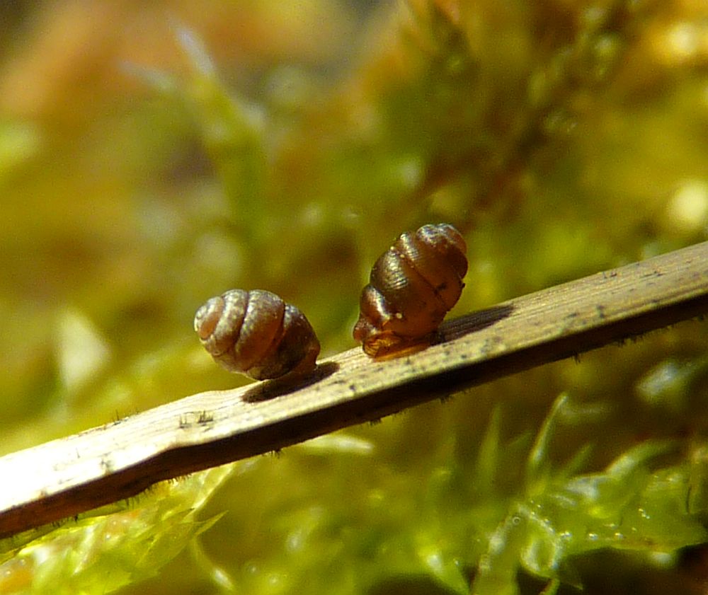 Muro que Donald Trump queria erguer em campo de golfe na Irlanda colocaria em risco reprodução da lesma Vertigo angustior . | /