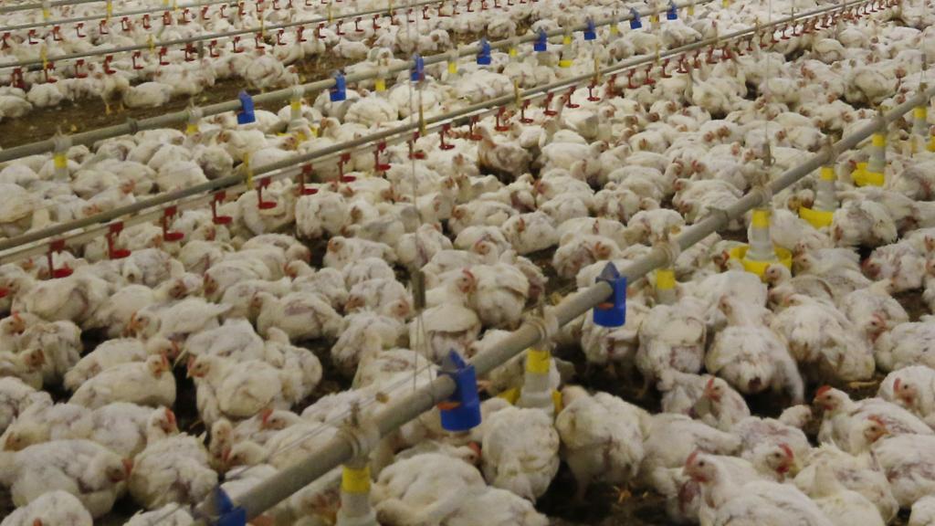 Produção de frango: empresas são alvo de investigação da Polícia Federal. | Hugo Harada/Gazeta do Povo