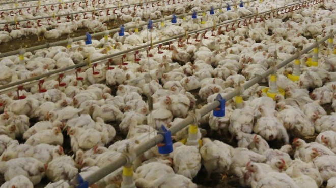 Produção de frango: empresas são alvo de investigação da Polícia Federal. | Hugo Harada/Gazeta do Povo