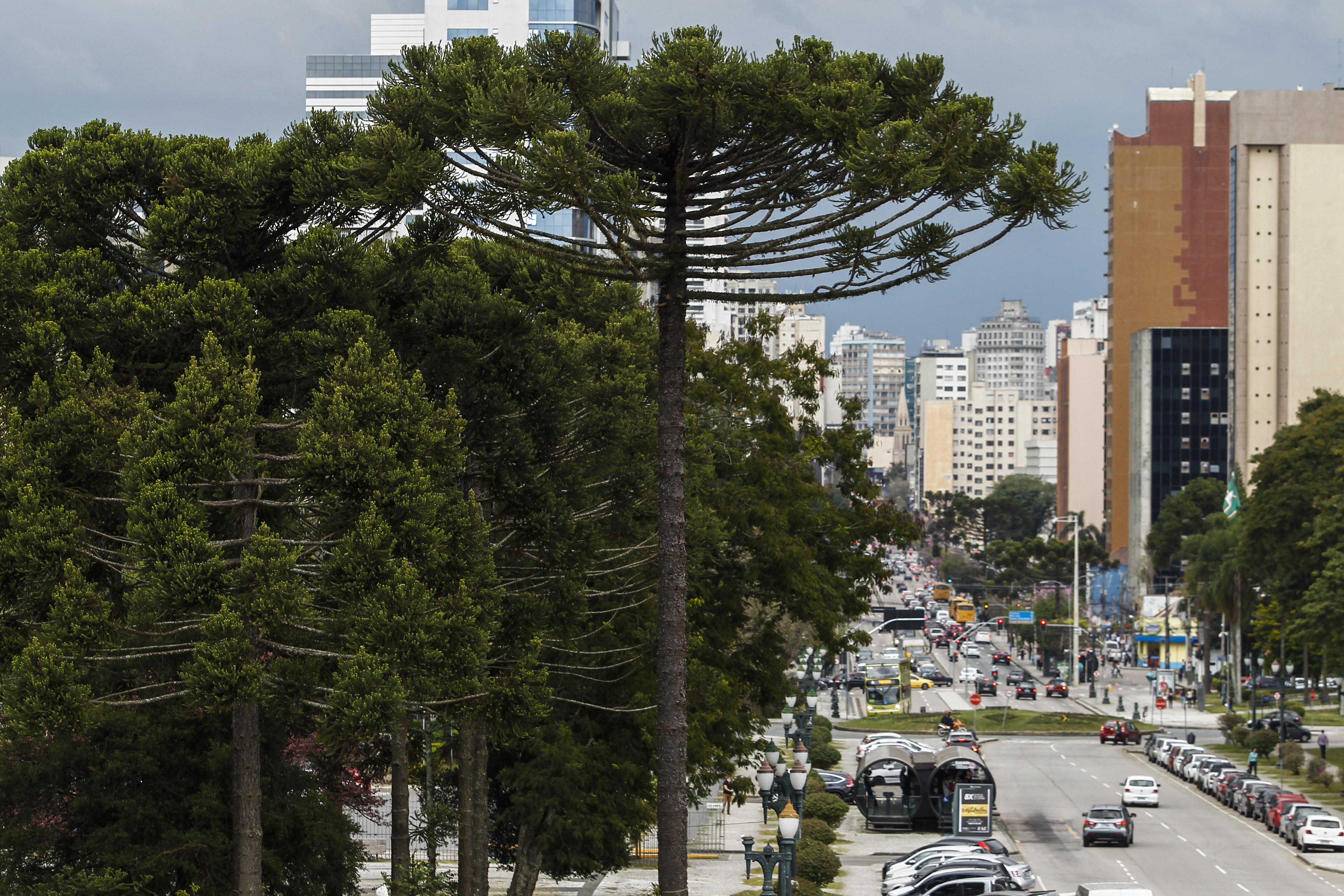 Prefeitura promete aumentar o rigor na análise dois pedidos para corte de araucárias na cidade | Daniel Castellano/Gazeta do Povo