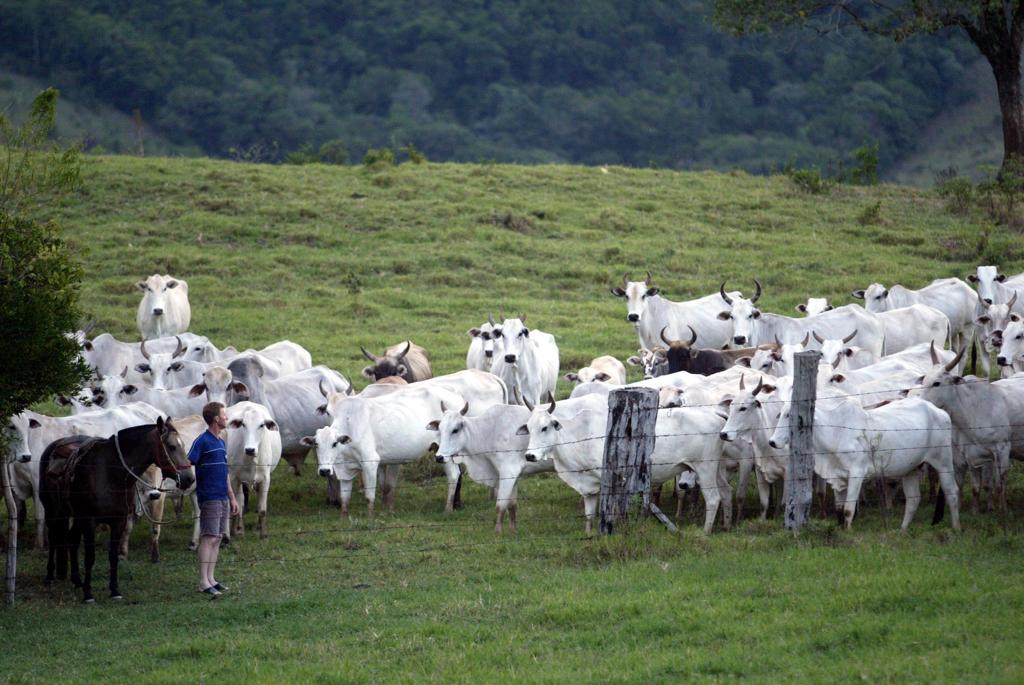 Para associações, eventuais restrições à importação de carne brasileira, além de representarem um retrocesso de muitos anos, impactarão na economia e resultarão em um perda de empregos e renda. | ALBARI ROSA/ALBARI ROSA