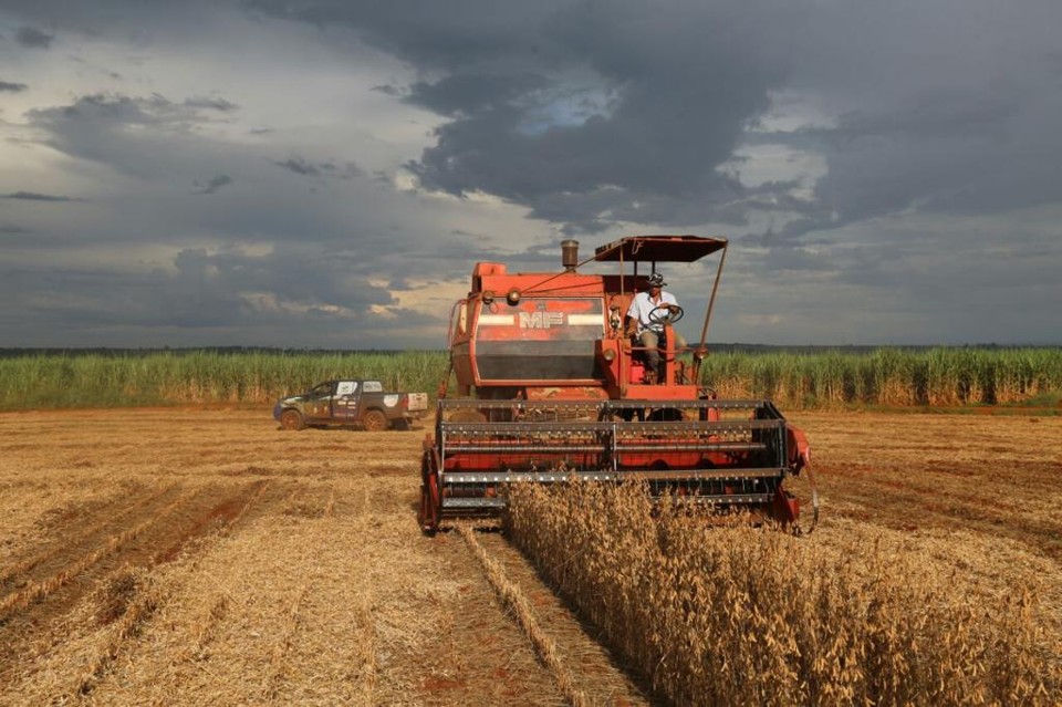 Soja que deve garantir o “grosso” da produção em Uberaba já que, depois da quebra na safrinha do ano passado por causa da estiagem, muitos produtores devem desistir do milho. | Gerson Klaina/Tribuna do Paraná