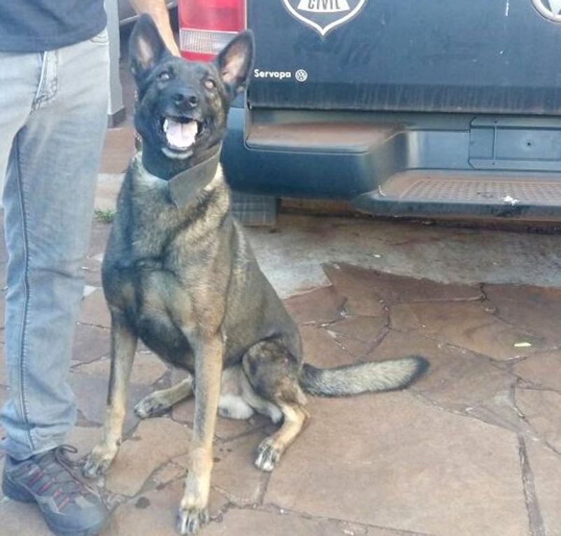 Shogun é da raça Belga Malinois | Divulgação/ Denarc