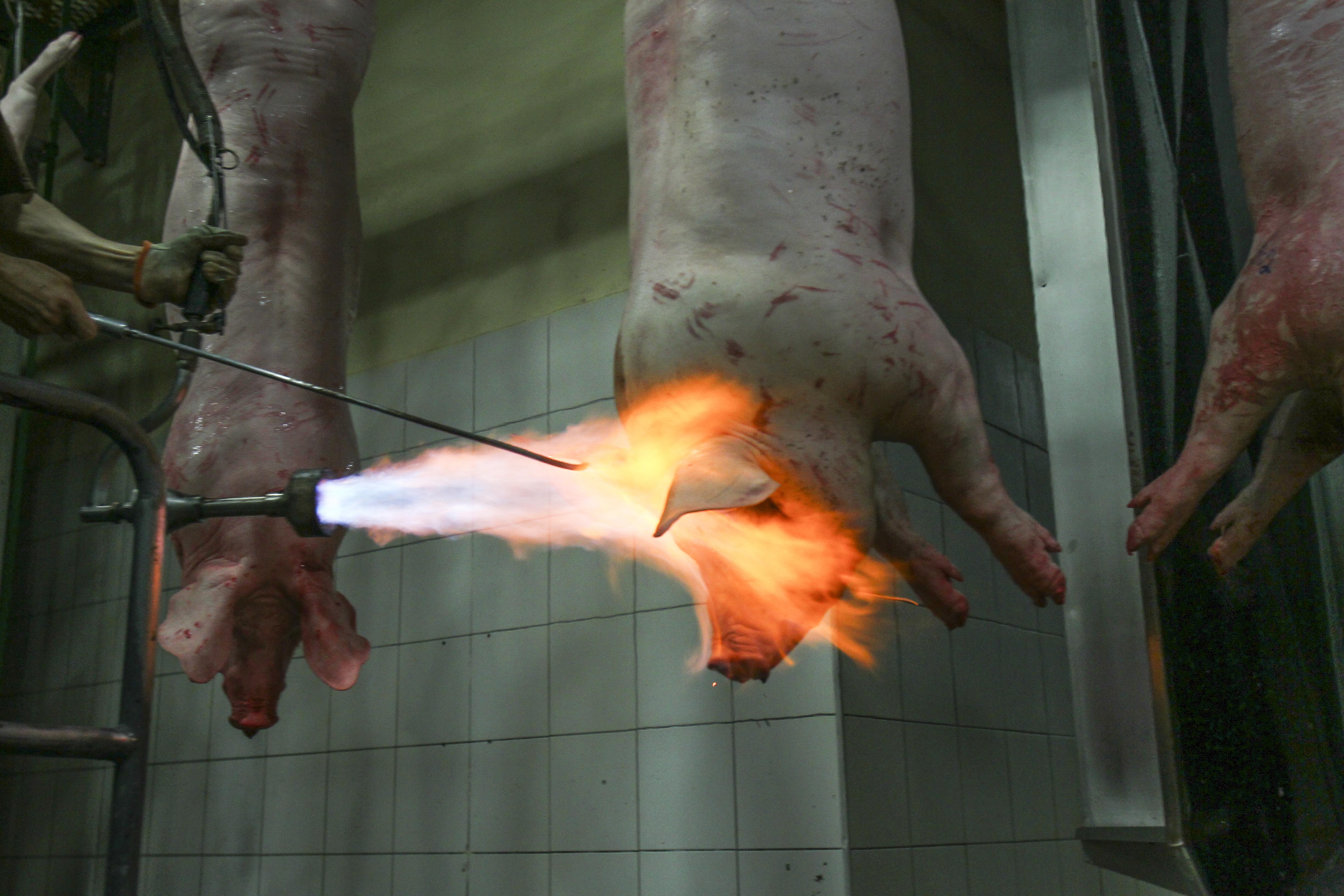 Estratégia do Ministério da Agricultura é mostrar que problemas são isolados e que os produtos nacionais continuam sendo confiáveis. | Daniel Castellano/Gazeta do Povo