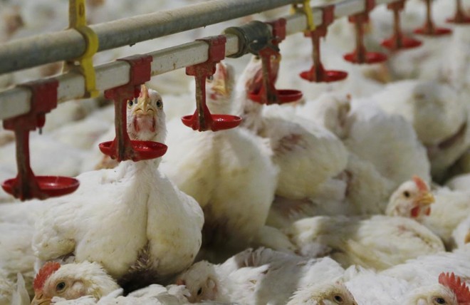 As autoridades sanitárias da China procuraram a embaixada do Brasil em Pequim no sábado para cobrar explicações. | Hugo Harada/Gazeta do Povo