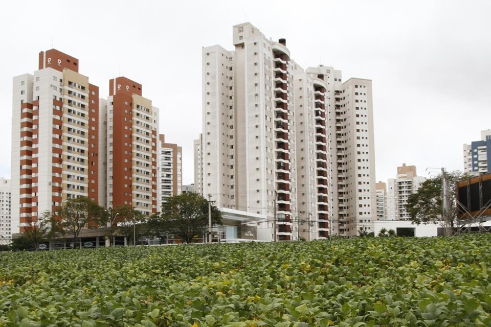 Na região Sul  de Londrina – considerada uma área nobre da cidade – as lavouras resistem em meio ao comércio, prédios e condomínio horizontais. | Roberto Custódio/Gazeta do Povo
