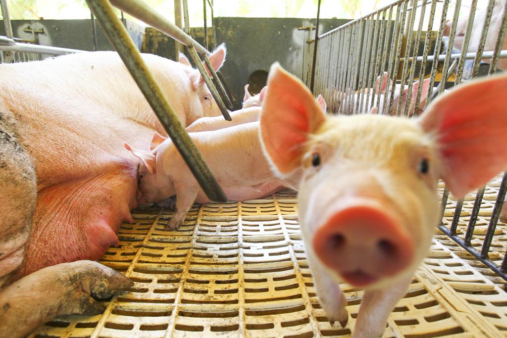 O secretário estadual de Agricultura catarinense, Moacir Sopelsa, disse que existem cargas de frango e de suíno que não conseguem ser desembarcadas na China, em Hong Kong e na Rússia. | Daniel Castellano/Gazeta do Povo