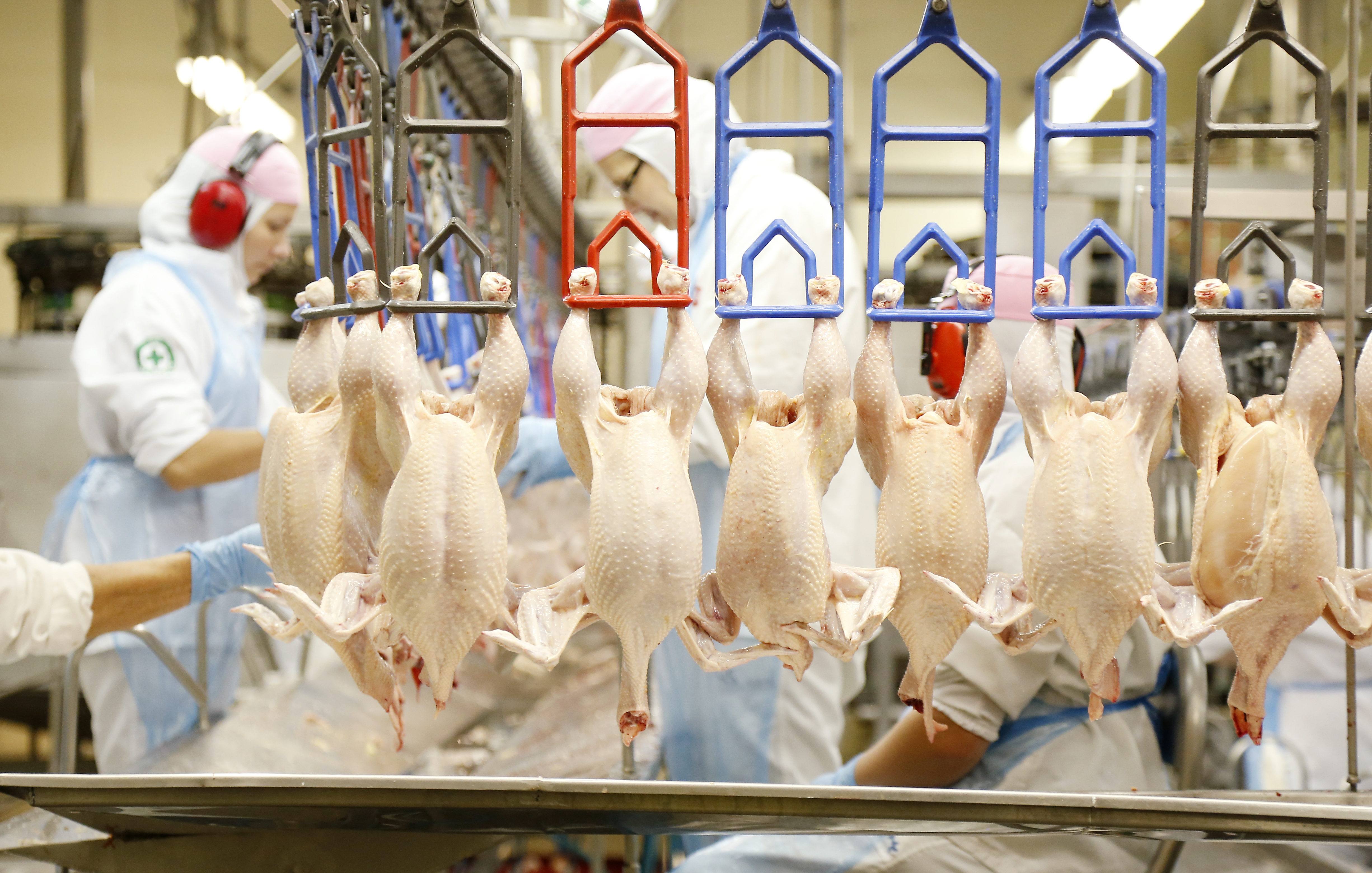 | Hugo Harada/Gazeta do Povo