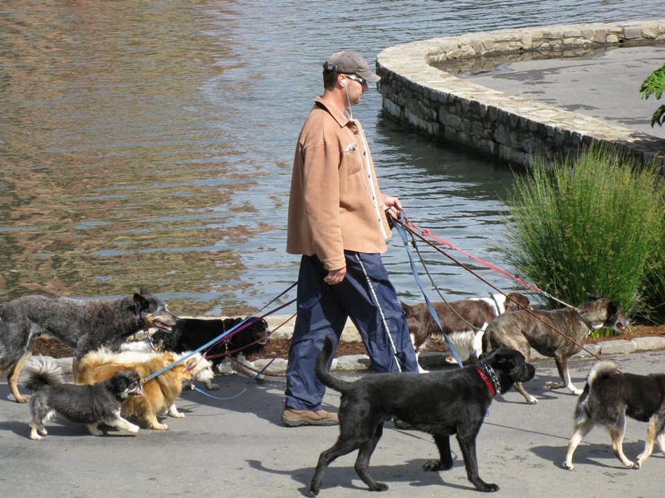 Em 2025, passeadores de cães serão mais demandados que professores. É o que mostra um relatório do Conference Board de Nova York. | Pixabay/