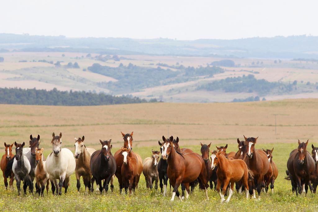 Com o recinto lotado, o leilão alcançou um faturamento de R$ 3,2 milhões na comercialização de 63 animais e alcançando uma média geral de R$ 50,76 mil por lote. | ANTONIO MORE/