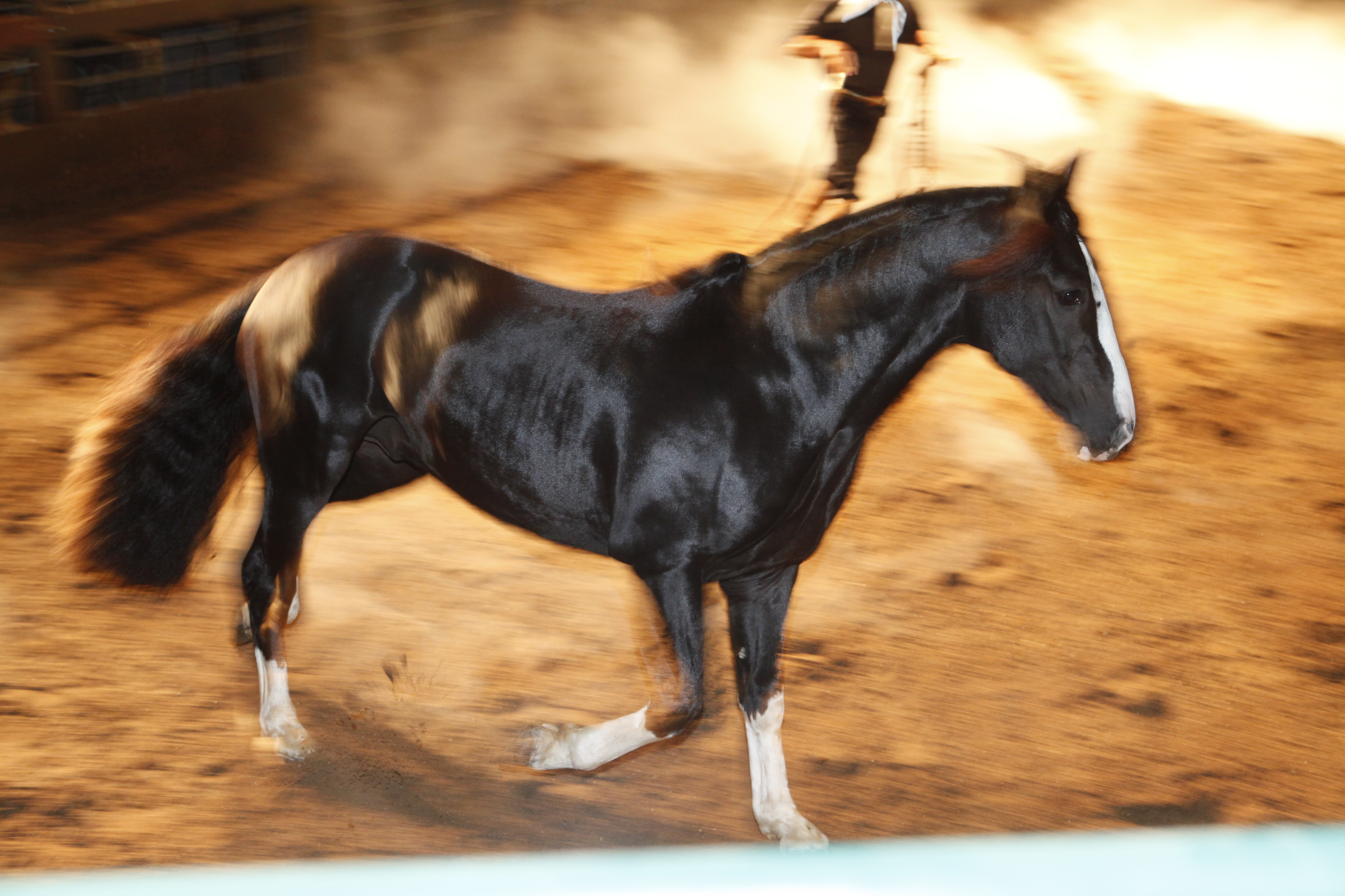 56 lotes de animais (47 éguas e 9 machos) estarão à venda durante o 22º. Rebate Anual de cavalos crioulos. | Antonio More
/Gazeta do Povo
