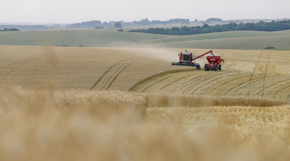 O padrão mediano das nossas farinhas é uma questão que vem desde pelo menos a ditadura, quando o governo militar tomou o controle da produção de trigo e farinha, inclusive com tabelamento de preços. | Hugo Harada/Gazeta do Povo