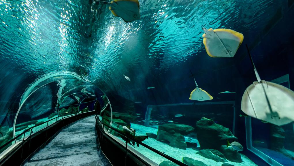 Airbnb vai oferecer passeios em São Paulo e Rio de Janeiro através da sua plataforma. O serviço é chamado de Experiências | Gustavo Wittich/Airbnb/Divulgação