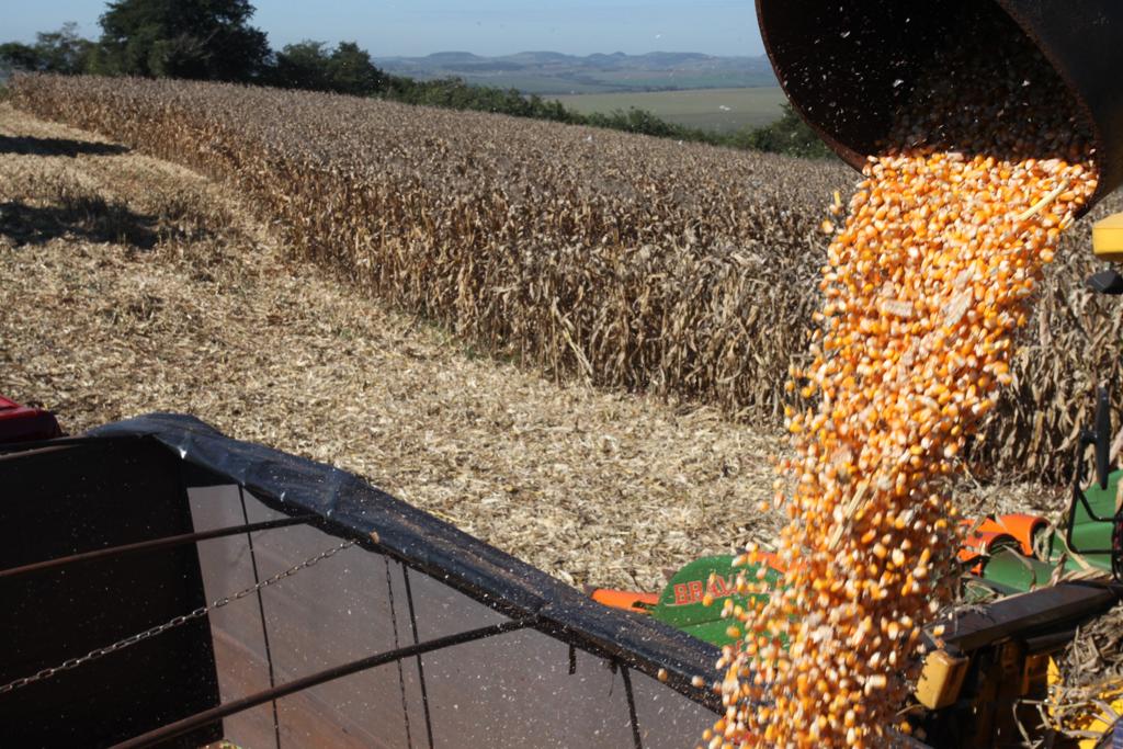 Somente a safra de verão (soja, milho e feijão) no estado deve somar 23,6 milhões de toneladas, 16% acima do ano passado. | DIRCEU PORTUGAL/Gazeta do Povo