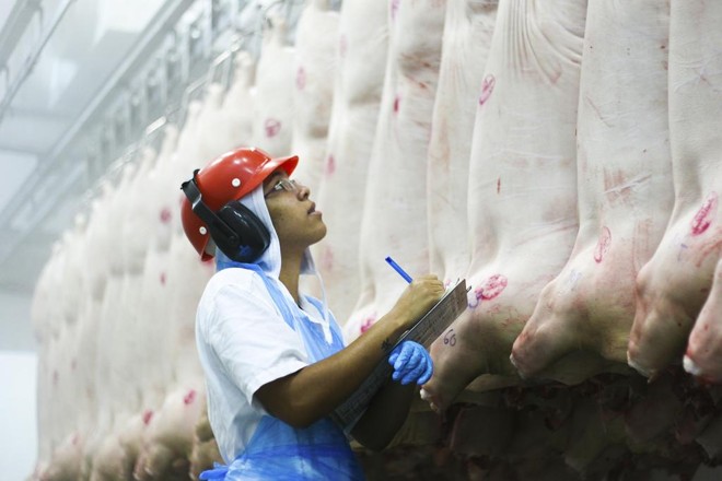 Em relação aos suínos, houve 42,32 milhões de animais abatidos, um aumento de 7,8% em relação a 2015, o maior valor desde 1997. | Daniel Castellano/Gazeta do Povo