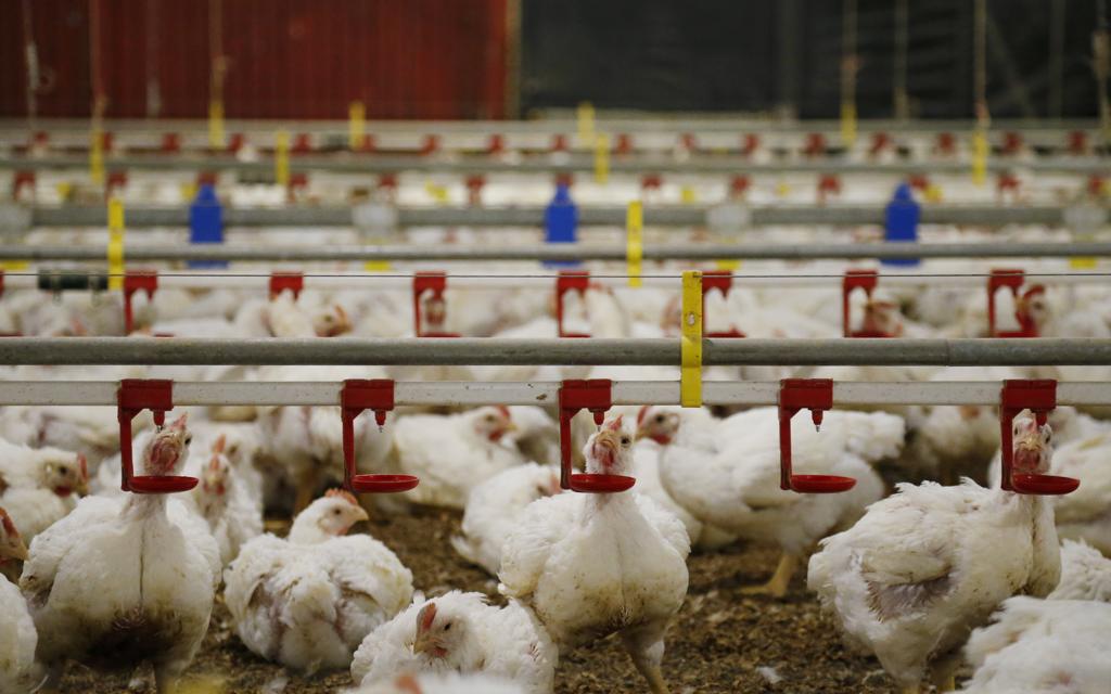 “Não será fácil” superar os problemas na cadeia produtiva da carne, disse o ministro | Hugo Harada/Gazeta do Povo