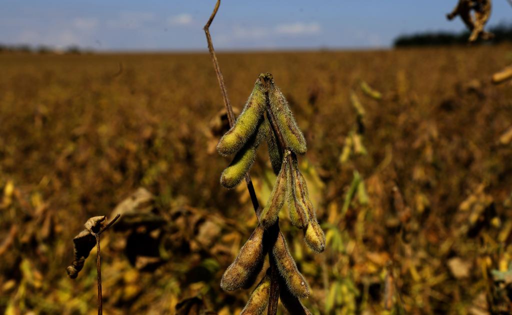 Para este ano, a expectativa também é grande, já que, somente com a soja, a produção paranaense deve crescer mais de 12,5%, alcançando 19,88 milhões de toneladas. | Pedro Serapio/Gazeta do Povo