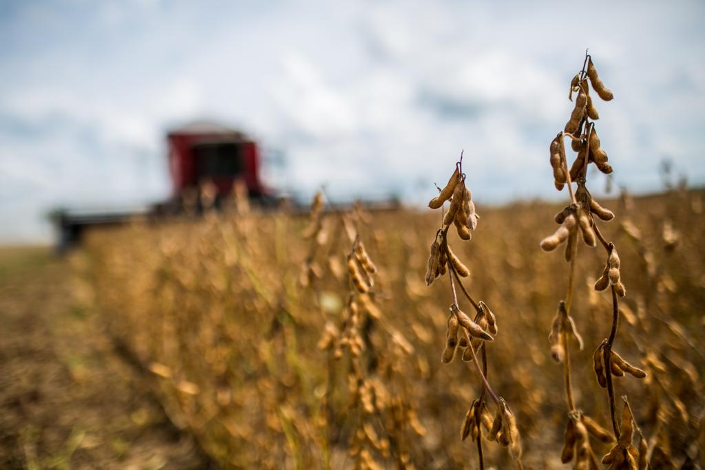 Principal pilar do agronegócio brasileiro, soja cresceu 1,95% em 2016. | Brunno Covello/Gazeta do Povo