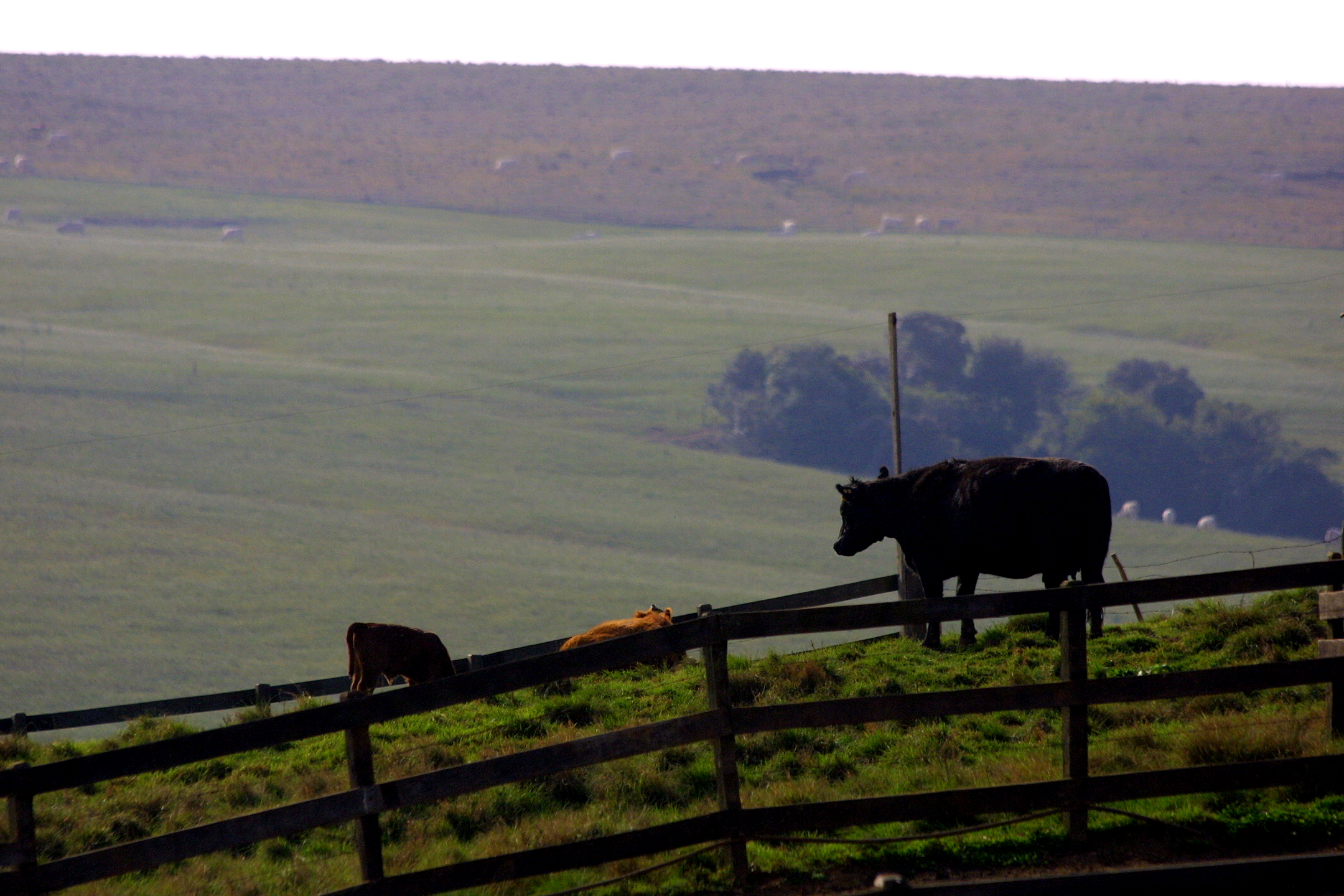 Esse recorte do estado paranaense tem produção agrícola e pecuária, tem emprego e renda que enchem os olhos e garantem o desenvolvimento econômico e social. | HENRY MILLEOGazeta do Povo