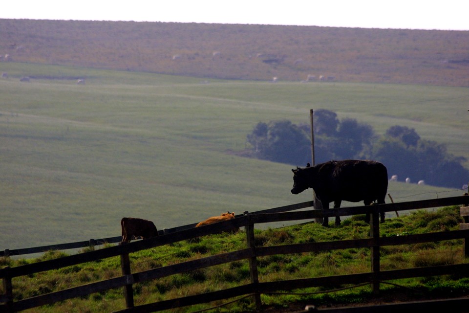 Esse recorte do estado paranaense tem produção agrícola e pecuária, tem emprego e renda que enchem os olhos e garantem o desenvolvimento econômico e social. | HENRY MILLEOGazeta do Povo