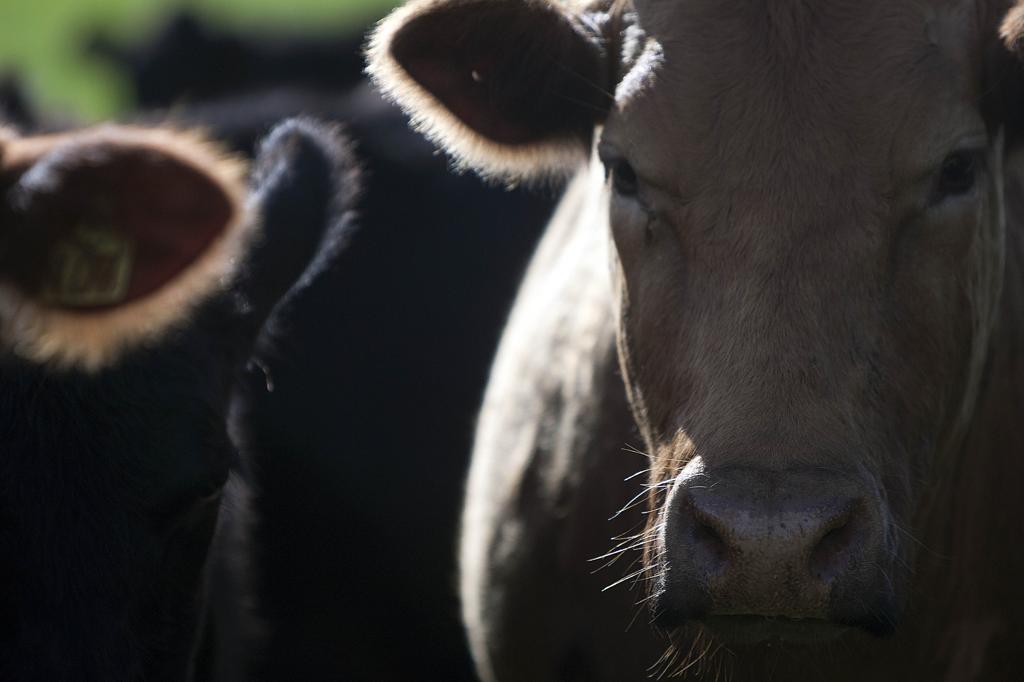 “Agora o estardalhaço que a Polícia Federal (PF) fez para apresentar o que encontrou depois de dois anos de investigação é o que eu não consegui entender”, diz o vice-presidente da entidade. | JONATHAN CAMPOS/Gazeta do Povo