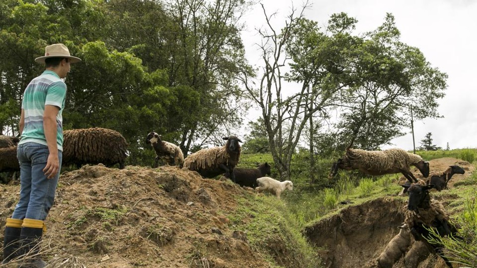 Governo deve flexibilizar regras da Previdência para trabalhador rural Nova mudança na reforma da Previdência atingirá os trabalhadores rurais, que podem ter direito a uma aposentadoria diferenciada. | Marcelo Andrade/Gazeta do Povo