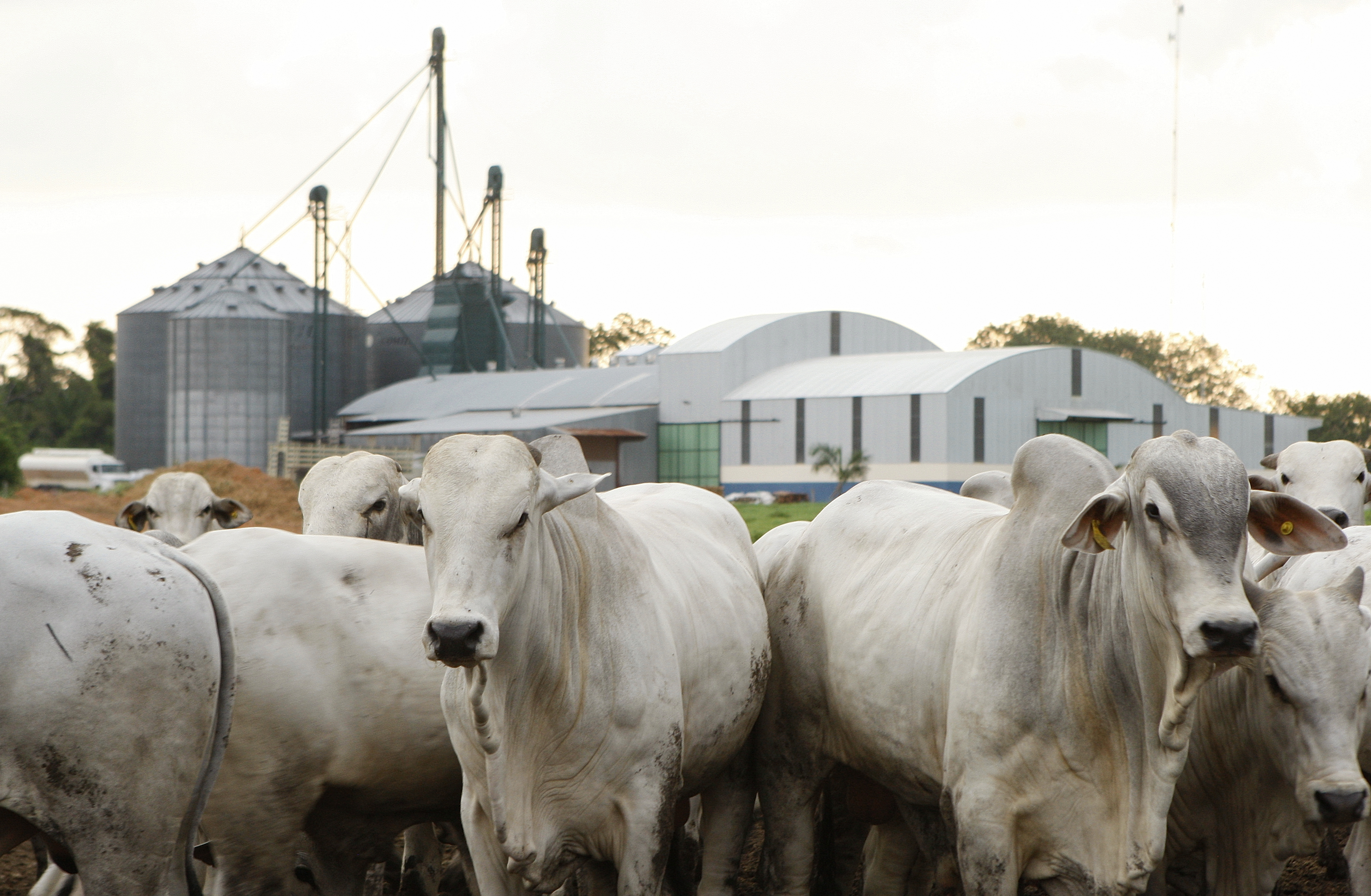 Os mecanismos de controle já existentes foram fortalecidos por precaução, diz a nota. As autoridades também monitoram de perto as investigações do governo brasileiro. | HUGO HARADA/Gazeta do Povo