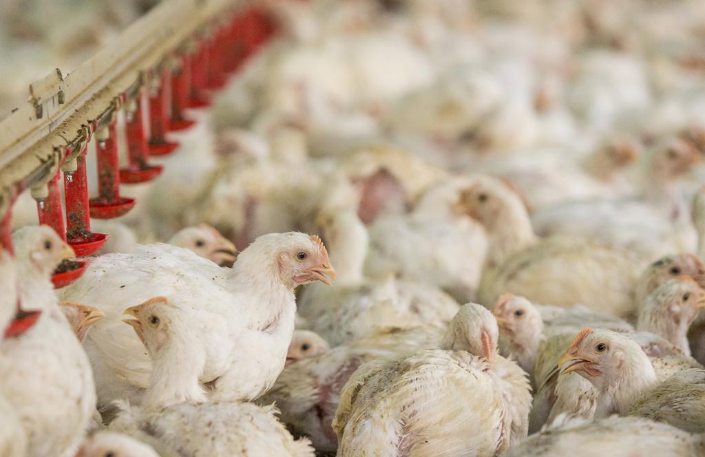 Os novos casos afetam os municípios de Miyagi (nordeste do país, 220 mil aves) e Chiba (ao sudeste de Tóquio, 68 mil aves), depois que o vírus H5 foi detectado em duas granjas. | Hugo Harada/Gazeta do Povo