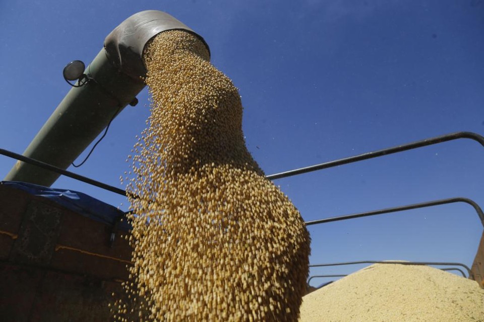 A soja deve apresentar crescimento de 12,8% na produção, atingindo 107,6 milhões de toneladas, com aumento de 12,2 milhões de t em relação à safra anterior . | Pedro Serapio/Gazeta do Povo